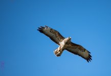 glide.jpg