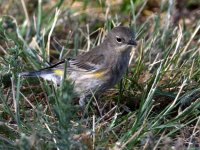 YRW.jpg