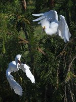 Egret2.jpg