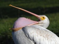 Pelican3.jpg