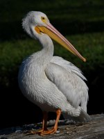 Pelican5.jpg