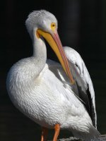 Pelican8.jpg