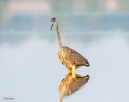 GBHHunt-620.jpg