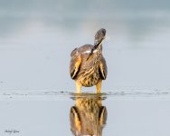 GBHHunt-625.jpg