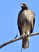 _ROY5158_00001.jpg