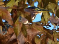 GreenHeron2.jpg