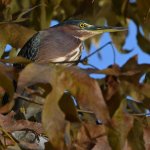 GreenHeron4.jpg