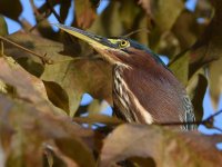 GreenHeron6.jpg