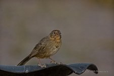 10-13-2020-cr_D7K4386-ON1-B.jpg
