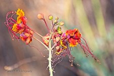 10-14-2020-cr_D7K4388-ON1-B.jpg