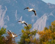 PelicanFlight-620.jpg