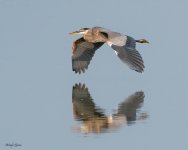 GBHFlight-620.jpg