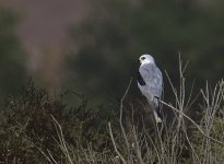 _ROY5195_00001.jpg