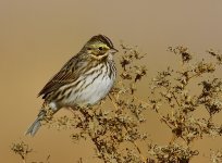 _ROY5201_00001.jpg
