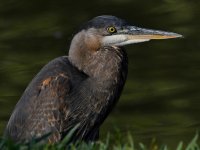 BlueHeron3.jpg