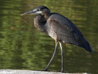 BlueHeron6.jpg