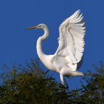 Egret2.jpg