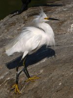 Egret9.jpg