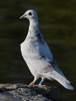 Pigeon2.jpg