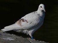 Pigeon4.jpg