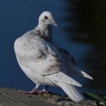 Pigeon13.jpg