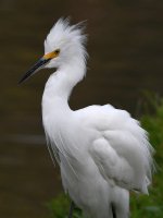 Egret3.jpg