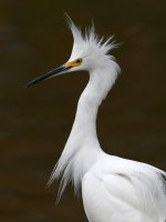 Egret7.jpg