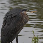 BlueHeron3.jpg