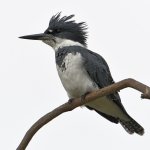 Kingfisher3.jpg
