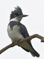 Kingfisher2.jpg