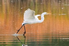 GreatEgret-621.jpg