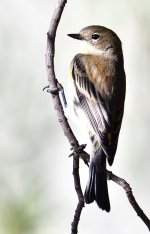 _ROY5359_00001.jpg
