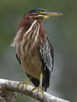 GreenHeron9.jpg