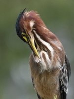GreenHeron7.jpg