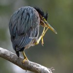 GreenHeron15.jpg
