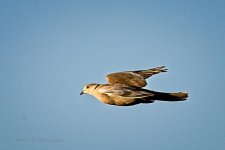 10-18-2020-cr_D7K4446-ON1-B.jpg