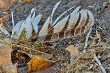 10-18-2020-cr_D7K4449-ON1-B.jpg