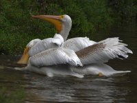Pelican.jpg