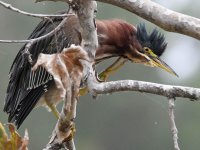 GreenHeron3.jpg
