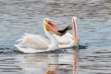 PelicanFish-621.jpg