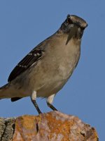 Mockingbird5.jpg