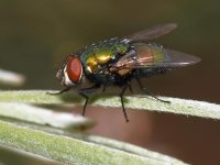 Fly4.jpg