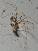 Spider2.jpg