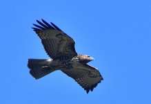 _ROY5586_00003.jpg