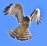 _ROY5618_00001_01.jpg