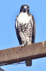 _ROY5648_00001.jpg