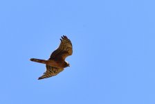 _ROY5681_00001.jpg