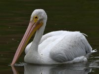 Pelican.jpg