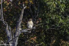 20201016-RD5_4129-Edit.jpg