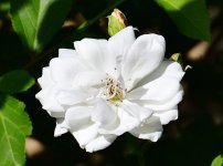 _ROY5898_00001.jpg